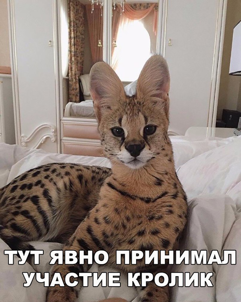 туЁявно принимм УЧАСТИЕКРОЛШК