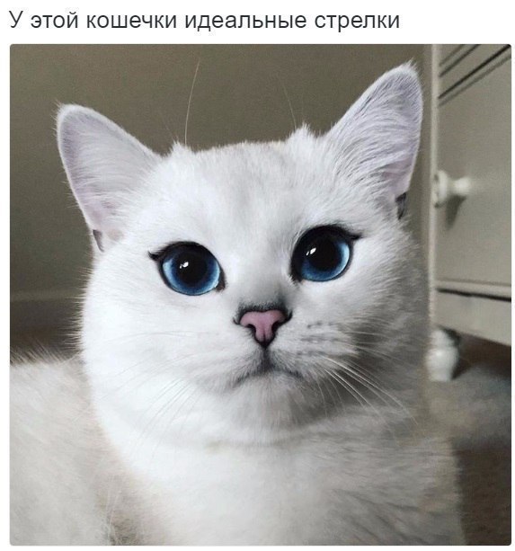 У ЭТОЙ кошечки идеальные стрелки