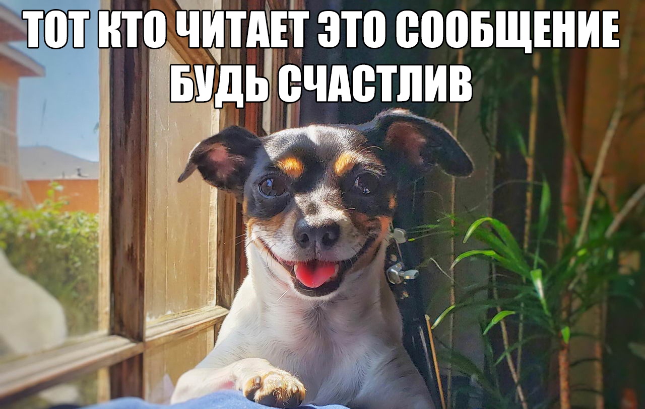 тот кто іШтшвт это соовщвниъ ыщь ечпсдив