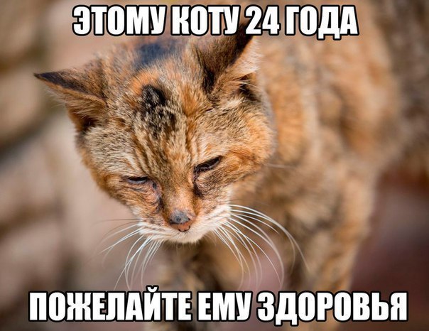 ЭТОМУ Коту 24ГОДА и ё Й ПОЖЕЛАЙТЕ ЕМУ ЗДОРОВЬЯ
