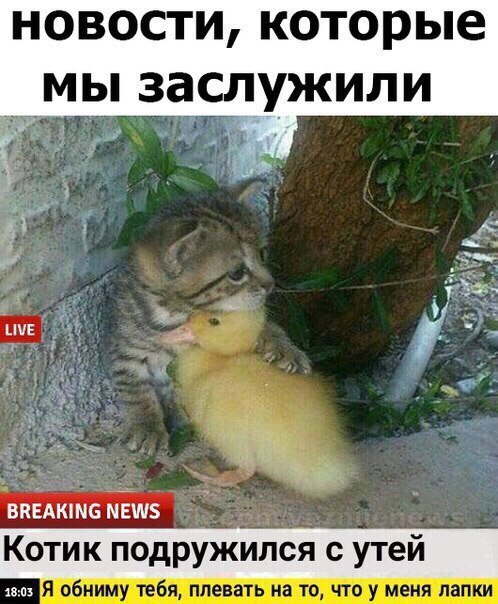 новости которые мы заслужили ВВЕАКМС МЕМ5 Котик подружился с утей 1803