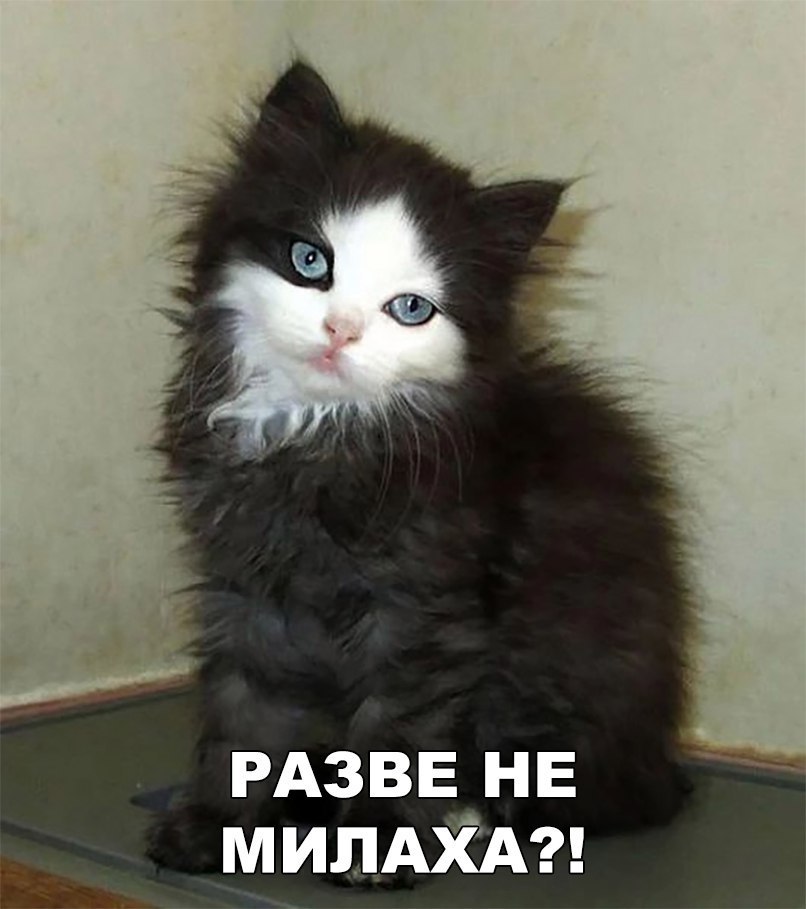 РАЗВЕ НЕ МИЛАХА