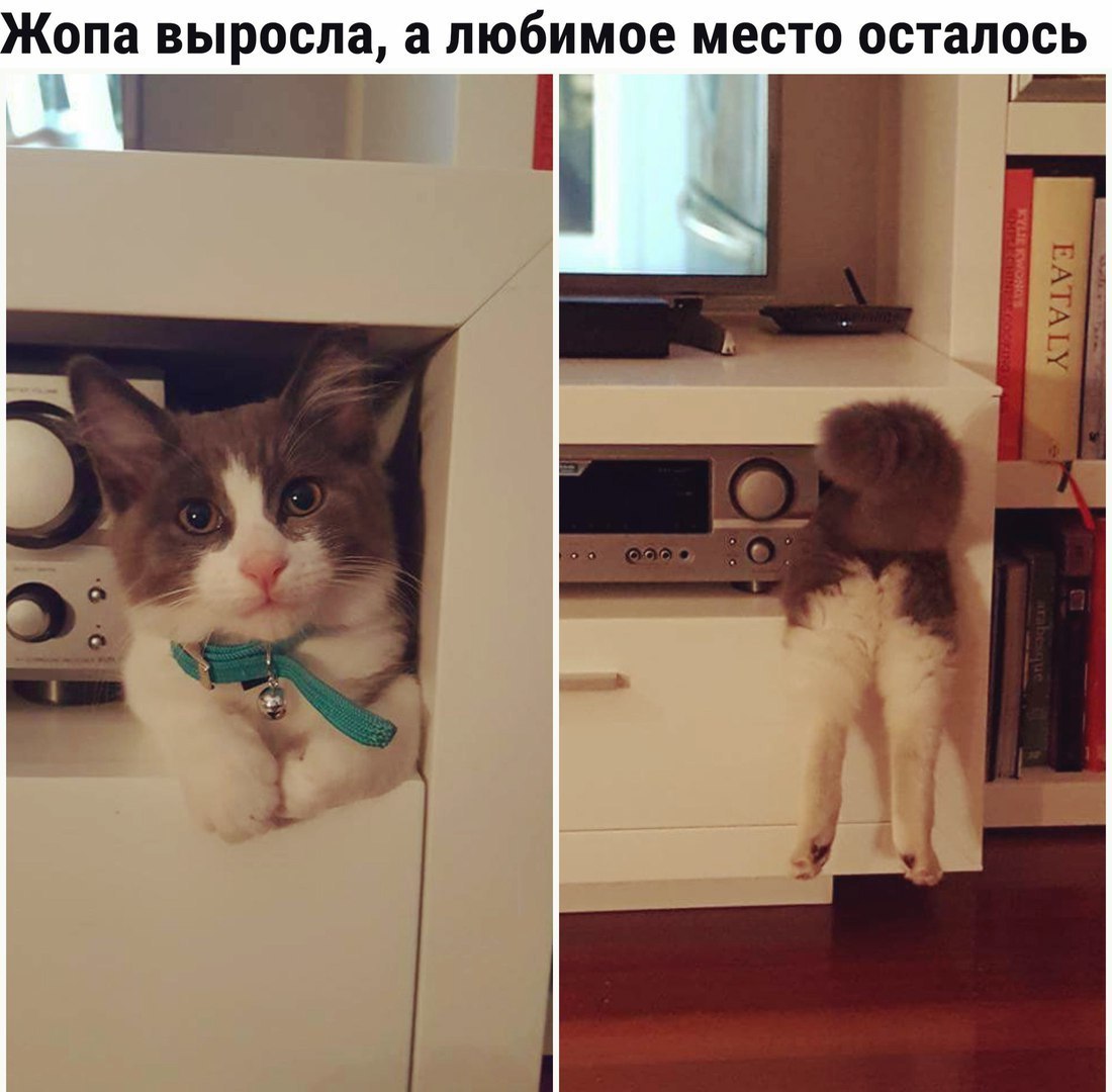 Жопа выросла а любимое место осталось чан