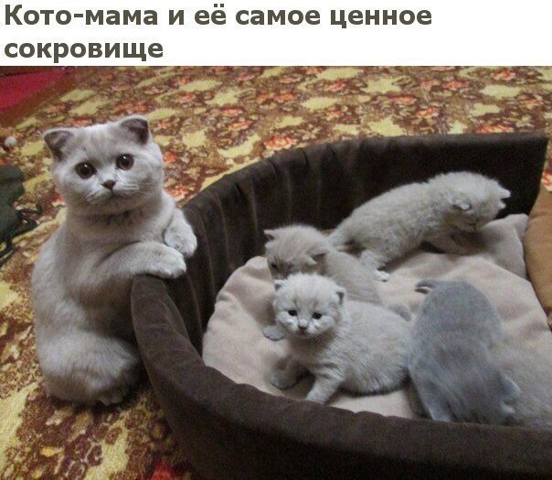 Кото мама и её самое ценное сокровище