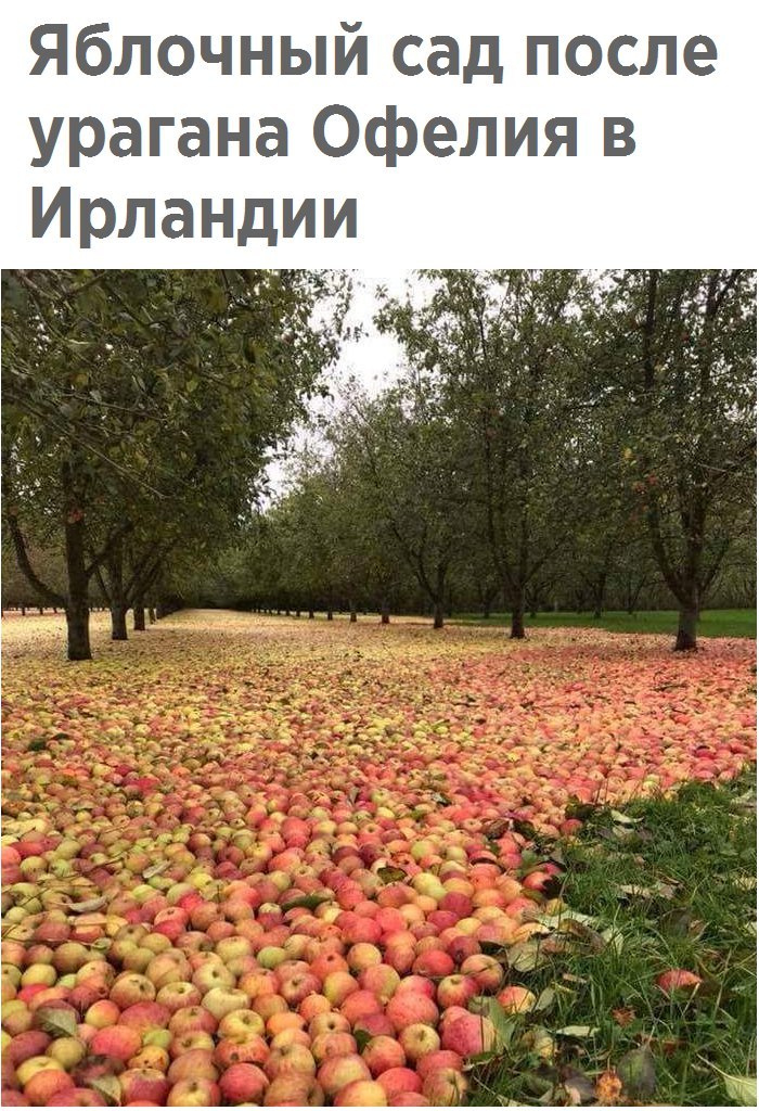Яблочный сад после урагана Офелия в Ирландии