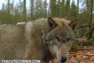 тжтиъ 7 1 а 3 ьтнвситесоимвкоом _