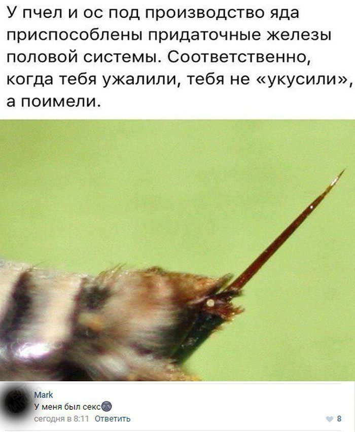 У пчел и ос под производство яда приспособлены придаточные железы половой системы Соответственно когда тебя ужалили тебя не укусили а поимели мени был сексо ответить