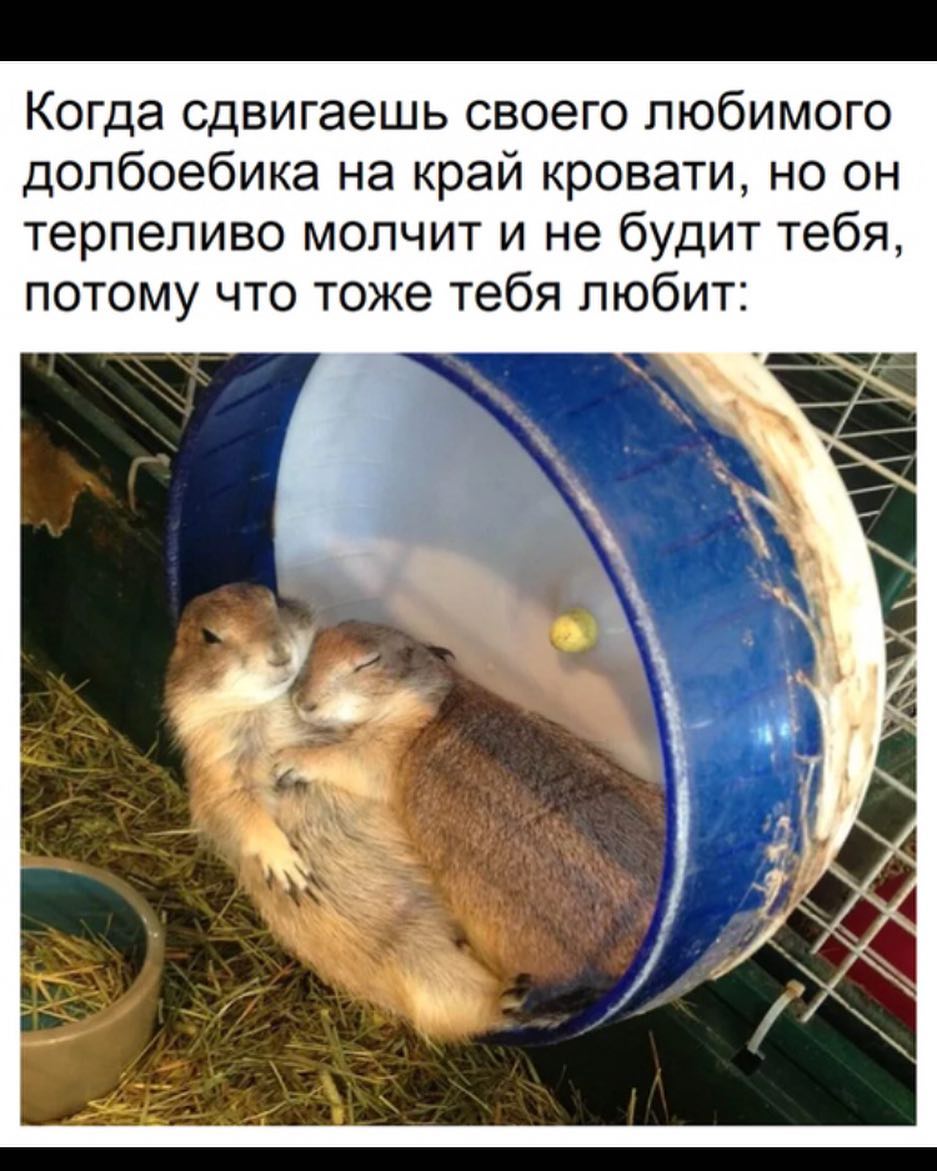 Когда сдвигаешь своего любимого долбоебика на край кровати но он терпеливо молчит и не будит тебя потому что тоже тебя любит Ч 3 Х