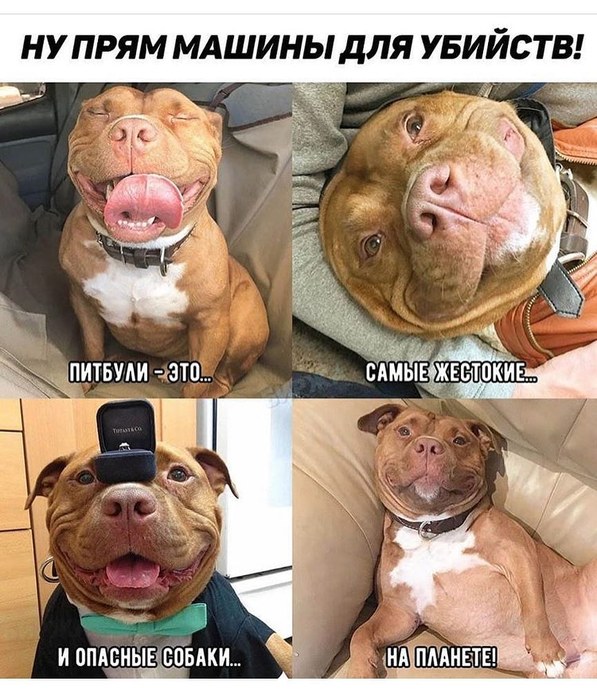 НУ ПРЯМ МАШИНЫ ДЛЯ УБИИС ТВ уже ПИТБУАИ ЭТО САМЬЕ_ЕВТПКИЕ