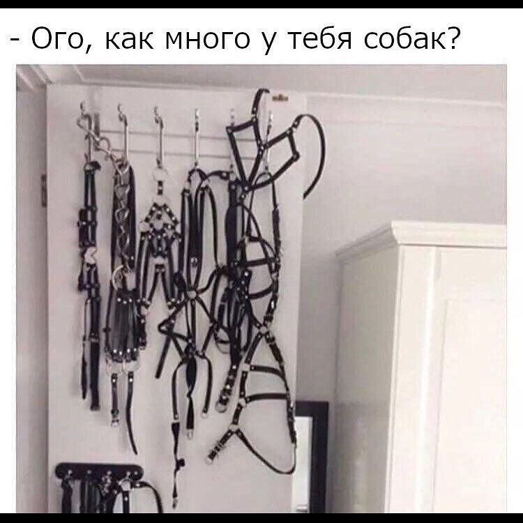 Ого как много у тебя собак