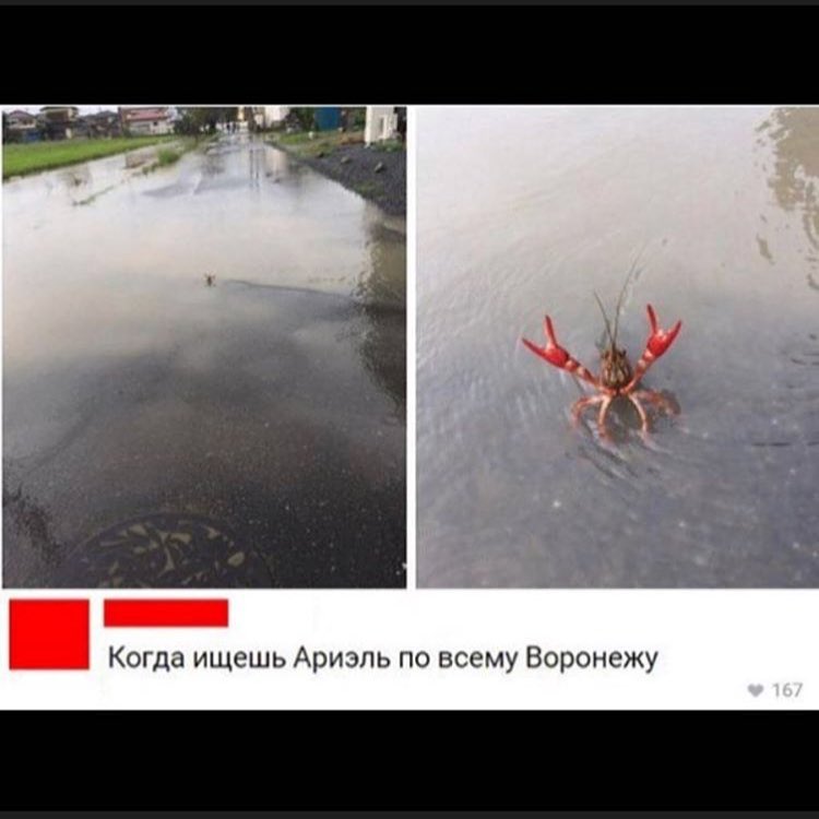 Когда ищешь Ариэль по всему Воронежу