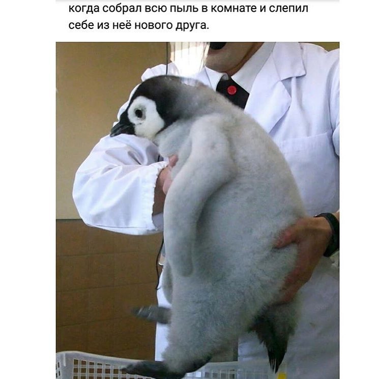 когда собрал всю пыль в комнате и слепил себе из неё нового друга