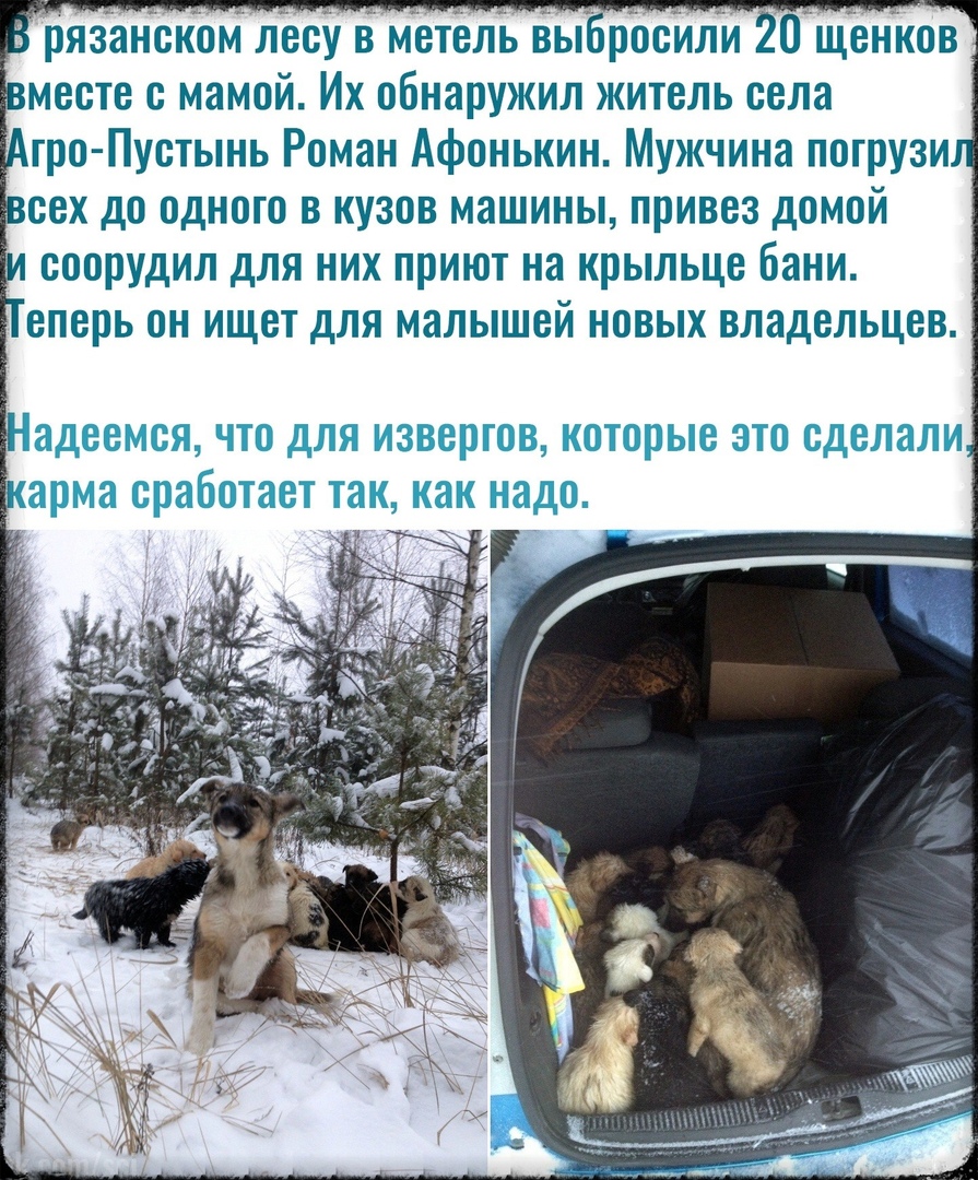 рЯЗанекомлееу вметель вы рооИли 0 Щенков месте с мамой Их обнаружил житель села гро Пустынь Роман Афонькин Мужчина погрузи сех до одного в кузов машины привез домой соорудил для них приют на крыльце бани еперь он ищет для малышей новых владельцев