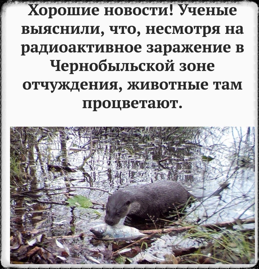 хорошие новости Ученые выяснили что несмотря на радиоактивное заражение в Чернобыльской зоне ОТЧУЯЩЕНИЯ ЖИВОТНЬЕЭ там процветают