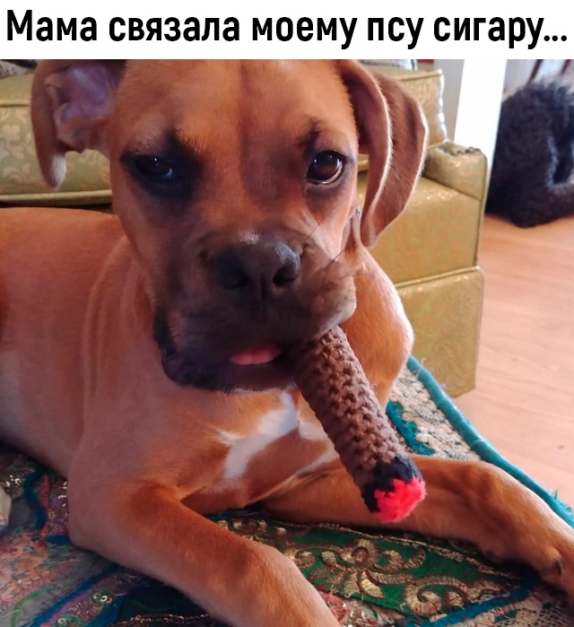Мама связала моему псу сигару ч и