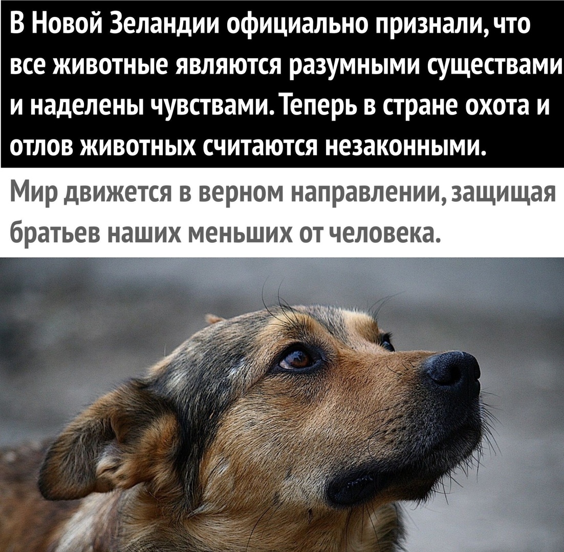 В Новой Зеландии официально призналичто все животные являются разумными существами и наделены чувствамиТеперь в стране охота и отлов животных считаются незаконными Мир движется в верном направлениизащищая братьев наших меньших от человека