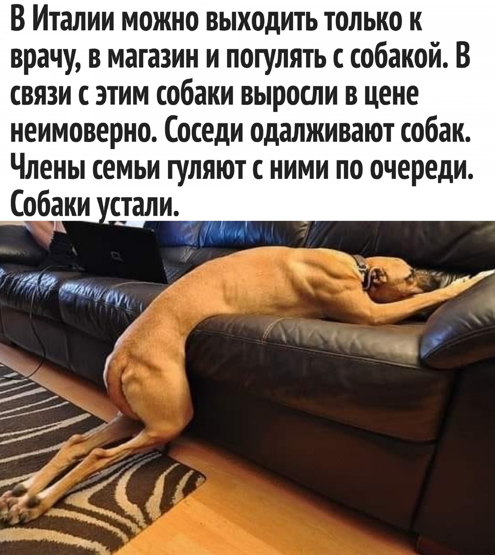 В Италии можно выходить только к врачу в магазин и погулять собакой В связи с этим собаки выросли в цене неимоверно Соседи одалживают собак Члены семьи гуляют ними по очереди Собаки стали
