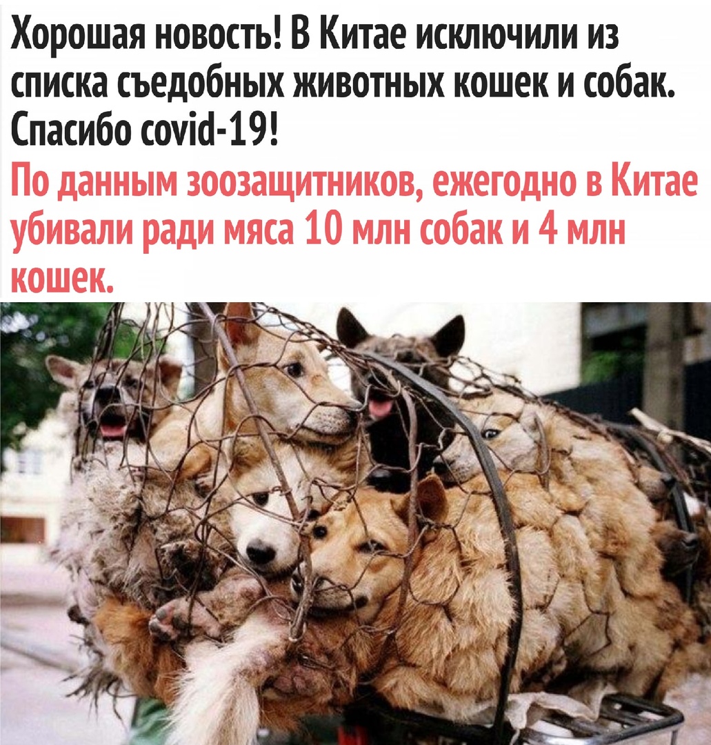 Хорошая новость В Китае исключили из списка съедобных животных кошек и собак Спасибо сочи 19