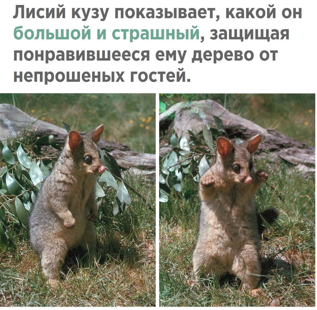 Лисий кузу п казывает какой он большой и страшный защищая понравившееся ему дерево от непрошеных гостей