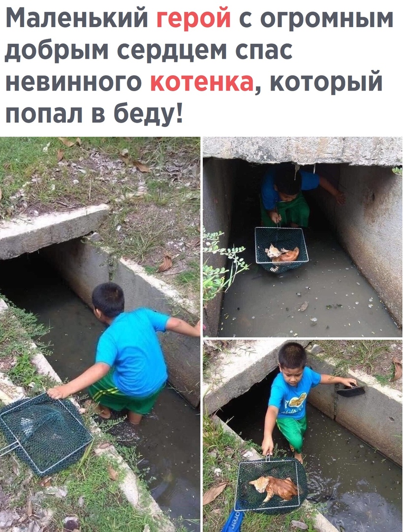 Маленький герой с огромным добрым сердцем спас невинного котенка который попал в беду