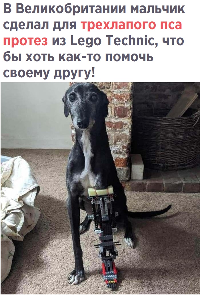 В Великобритании мальчик сделал для трехлапого пса протез из Ьеуо Тесппіс что бы хоть как то помочь своему дру