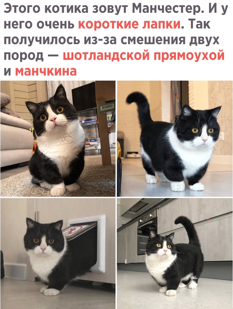 Этого котика зовут Манчестер И у него очень Так получилось из за смешения двух пород