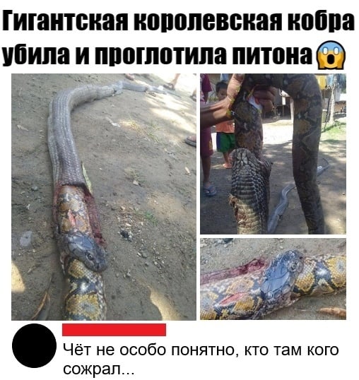 Гигантская новопевсиап копна Убили и проглотила питонаб Чёт не особо понятно кто там кого сожрал