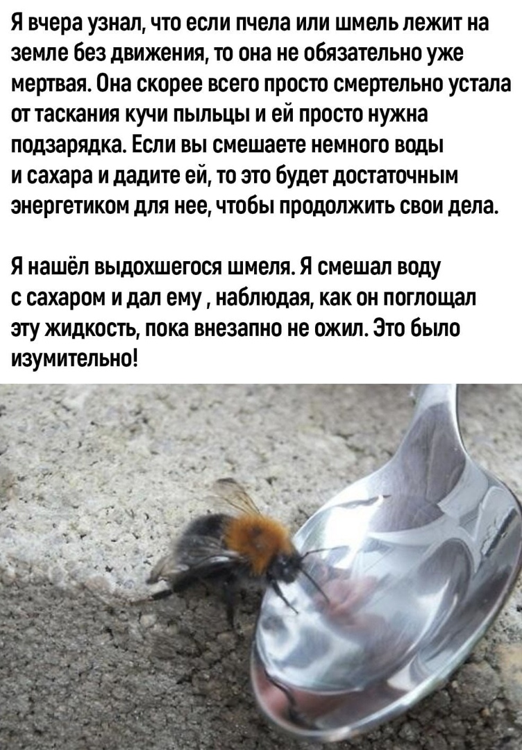 Я вчера узнал что если пчела или шмель лежит на земле без движения то она не обязательно уже мертвая Она скорее всего просто смертельно устала ОТТЗСКЗНИЯ КУЧИ ПЫЛЬЦЫ И ей просто нужна подзарядка Если вы смешаете немного воды и сахара и дадите ей то это будет достаточным энергетиком для нее чтобы продолжить свои дела Я нашёл выдохшегося шмеля Я смешал воду с сахаром и дал ему наблюдая как он поглощ