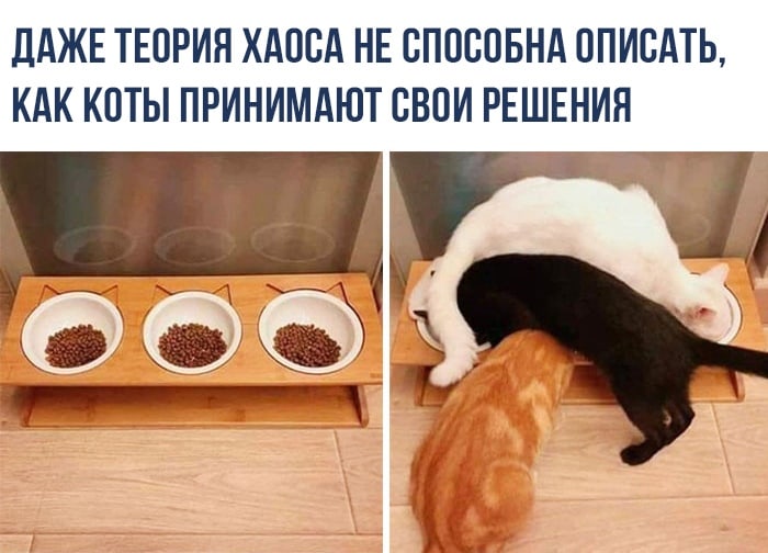 ЛАЖЕ ТЕОРИЯ ХАОСА НЕ СПОСОБНА 0ПИСАТЬ КАК КОТЫ ПРИНИМАЮТ СВОИ РЕШЕНИЯ