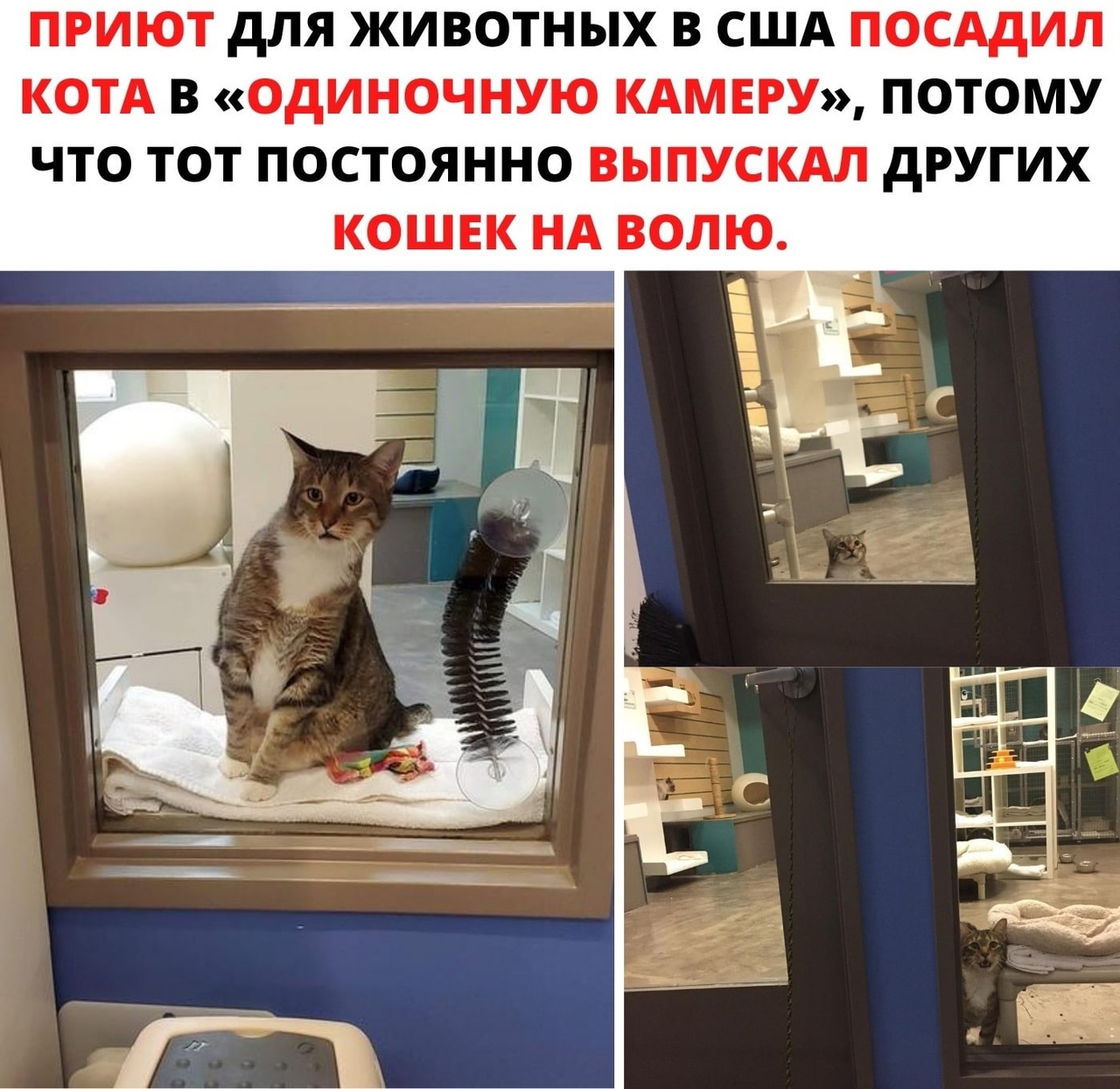 ПРИЮТ дЛЯ ЖИВОТНЫХ В США ПОСАДИЛ КОТА В ОДИНОЧНУЮ КАМЕРУ ПОТОМУ ЧТО ТОТ ПОСТОЯННО ВЫПУСКАЛ дРУГИХ КОШЕК НА ВОЛЮ