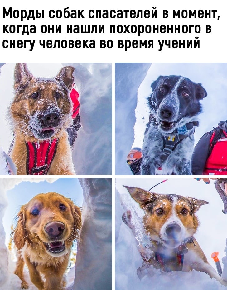 Морды собак спасателей в момент когда они нашли похороненного в снегу человека во время учений