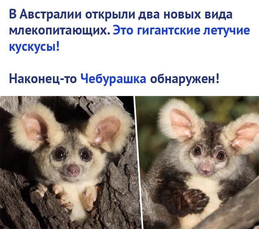 В Австралии ОТКРЫЛИ два НОВЫХ вида МЛЕКОПИТаЮЩИХ ЭТО ГИГаНТСКИЕ ЛЕТУЧИЕ кускусы Наконец то Чебурашка обнаружен