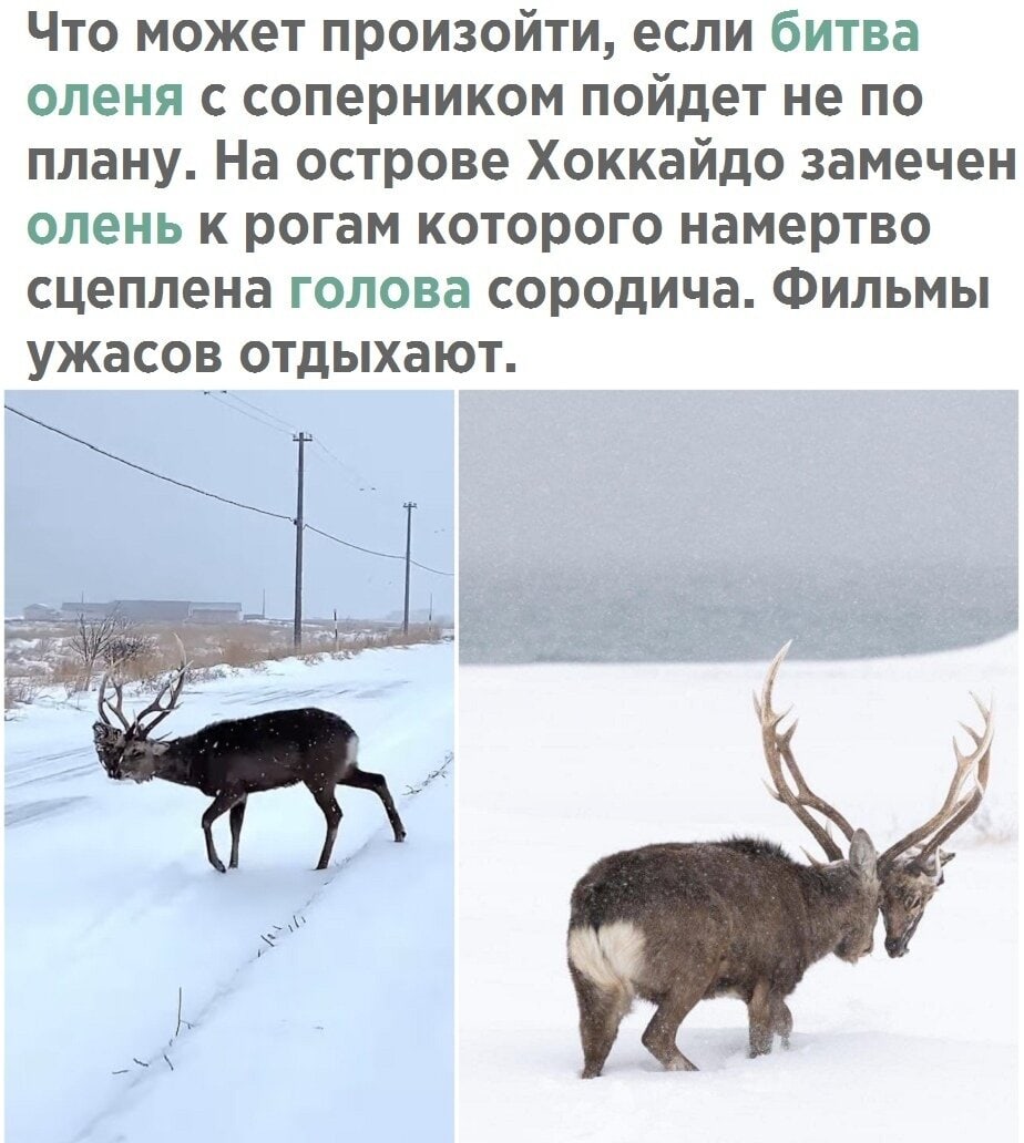 Что может произойти если битва оленя с соперником пойдет не по плану На острове Хоккайдо замечен олень к рогам которого намертво сцеплена голова сородича Фильмы ужасов отдыхают
