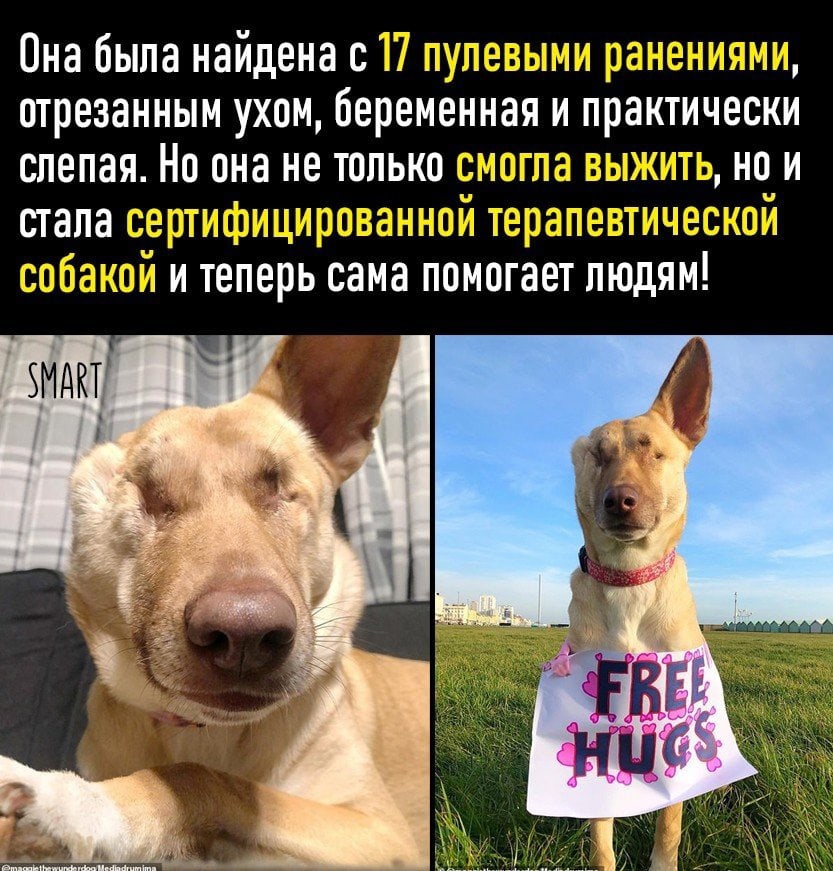 Она была найдена с т і 311 отрезанным ухом беременная и практически слепая Но она не только і не и стала т а унітт _т т мл и теперь сама помогает людям