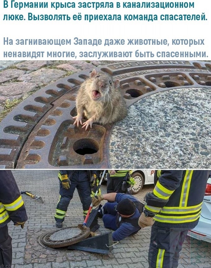 В Германии крыса застряла в канализационном люке Вызволять её приехала команда спасателей На ЗЭГНИВЗЮЩЕМ Западе даже ЖИВОТНЫЕ которых