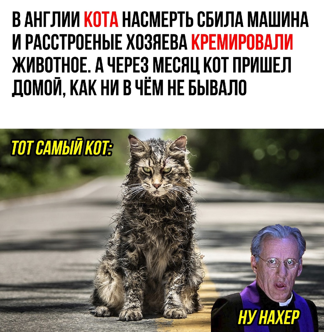 В АНГЛИИ НАСМЕРТЬ ВБИЛА МАШИНА И РАССТРПЕНЫЕ ХПЗЯЕВА ЖИВОТНОЕ А ЧЕРЕЗМЕСНЦ КОТ ПРИШЕЛ ДПМОИ КАК НИ В ЧЕМ НЕ БЫВАЛО ТПТБАМЫЙКЩ _