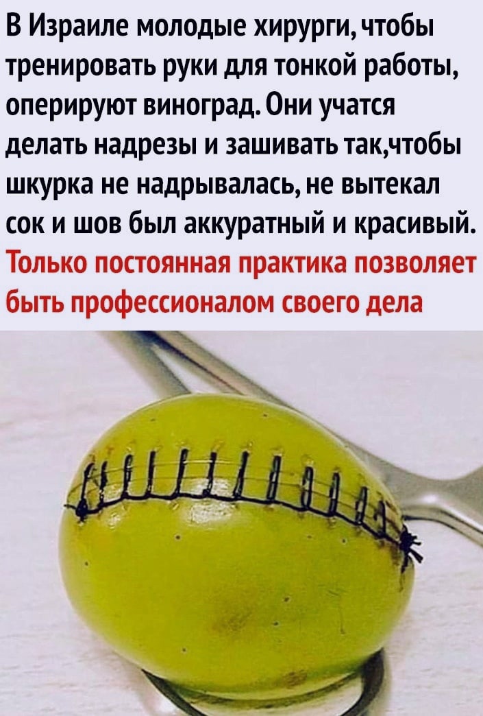 В Израиле молодые хирургичтобы тренировать руки для тонкой работы оперируют виноград Они учатся делать надрезы и зашивать такчтобы шкурка не надрывалась не вытекал сок и шов был аккуратный и красивый Только постоянная практика позволяет быть профессионалом своего дела