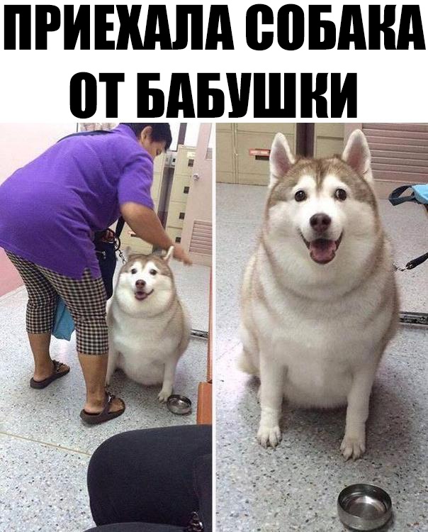 ПРИЕШША ЮБМШ от БАБУШКИ
