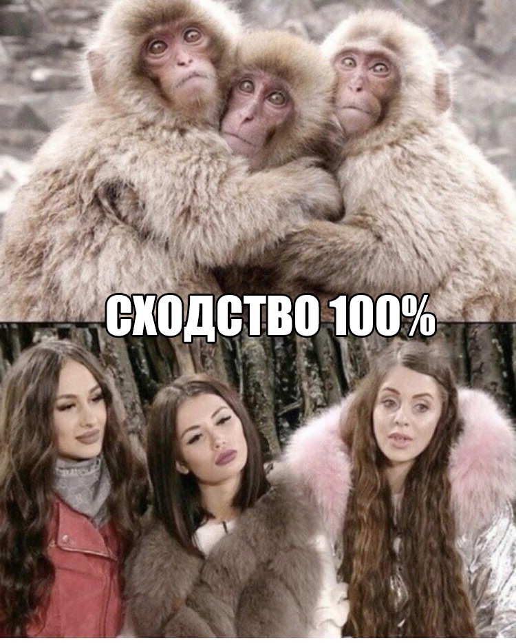 сходство 100