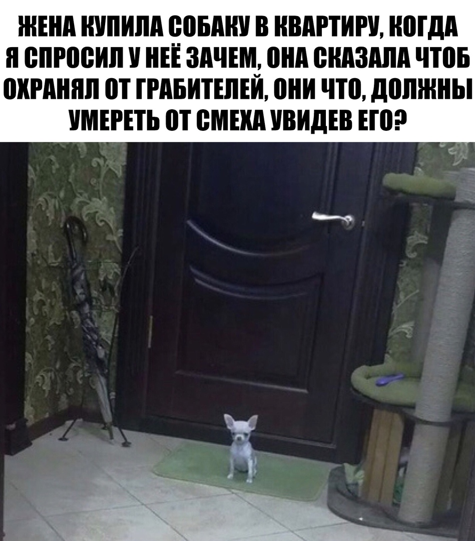 ЖЕНА ШШИПП 9051 В КВАРТИРУ МДА н ВПРШЗИЛ НЕЕ ЗАЧЕМ пнд снизили ЧЮБ ВХРАНПЛ ПТ ГРАБИТШЕЙ они что должны УМЕРПЬ П ШШШ УВИДЕВ ЕП