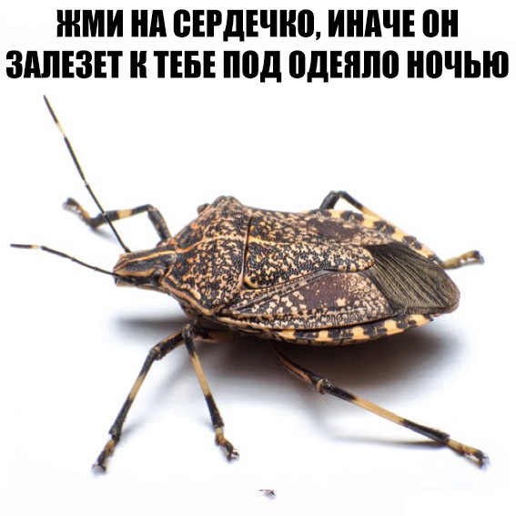 ЖМИ нд БЕРДЕПЮ ИНАЧЕ ЗАПЕЗЕТ ТЕБЕ под ПдЕШЮ ночью