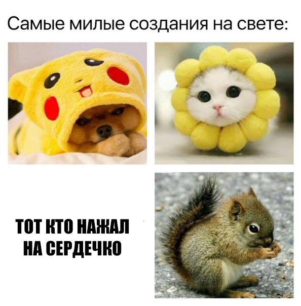 самые МИЛЫЕ создания на свете ПП НП ММП нп БЕРДЕЧШ