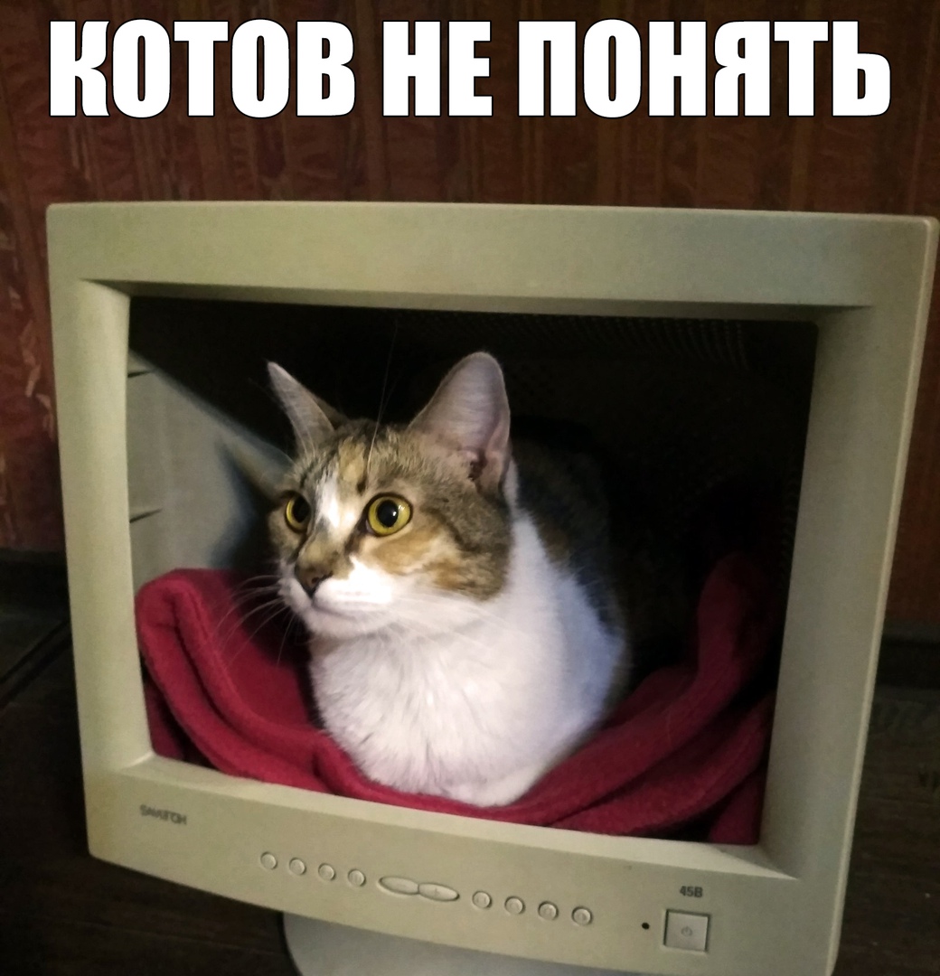 КОТОВ НЕ ПОНЯТЬ - выпуск №142814