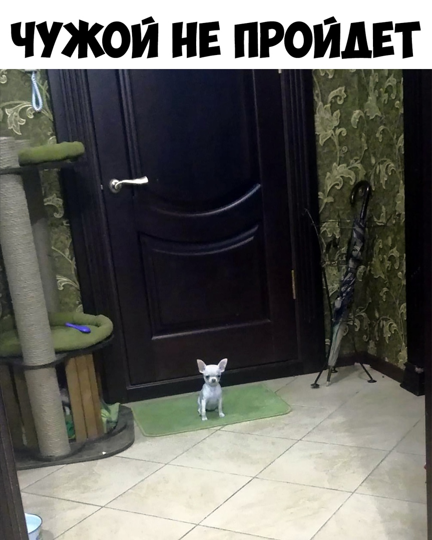 ЧУЖОИ НЕ ПРОИДЕТ