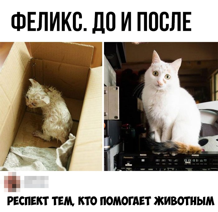 ФЕЛИКС Ш И ПОСЛЕ РЕСПЕКТ ТЕМ КТО ПОМОГАЕТ ЖИВОТНЫМ