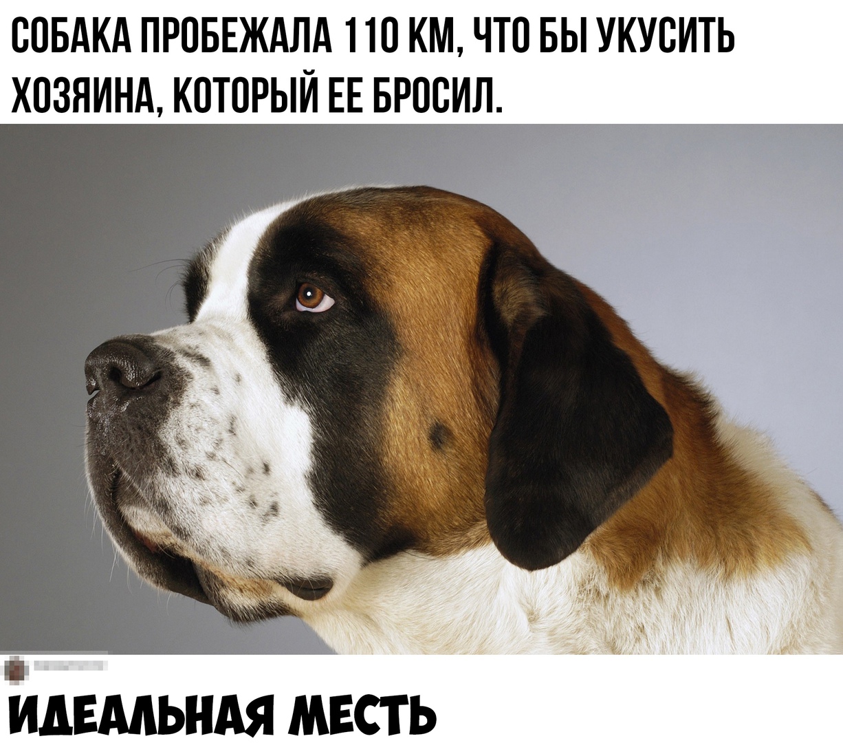 ООБАКА ПРОБЕЖАЛА 1 Ш КМ ЧТО БЫ УКУОИТЬ ХОЗЯИНА КОТОРЫЙ ЕЕ БРООИЛ л ИДЕМЬНАЯ МЕСТЬ