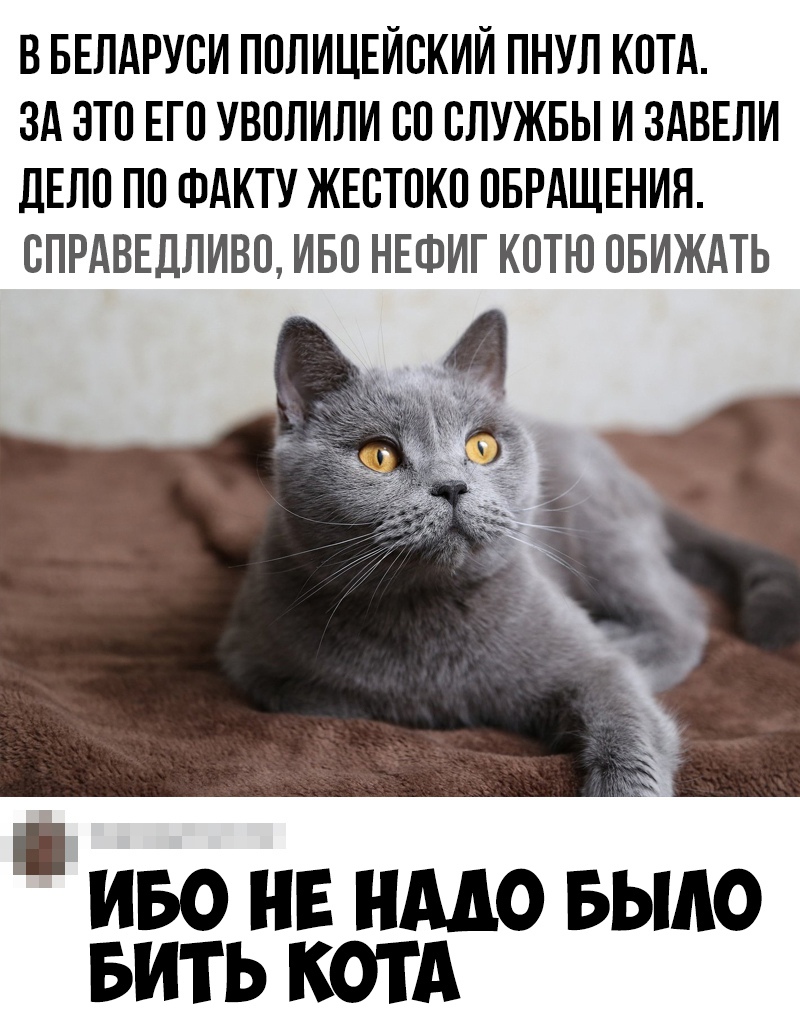 В БЕЛАРУСИ ППЛИЦЕЙБКИЙ ПНУЛ КОТА ЗА ЭТП ЕП УВПЛИЛИ БП СЛУЖБЫ И ЗАВЕЛИ ЛЕЛП ПП ФАКТУ ЖЕБТПКП ОБРАЩЕНИЯ ВПРАВЕДЛИВО ИБО НЕФИГ КОТЮ ОБИЖАТЬ иво нв имо Было вить котА