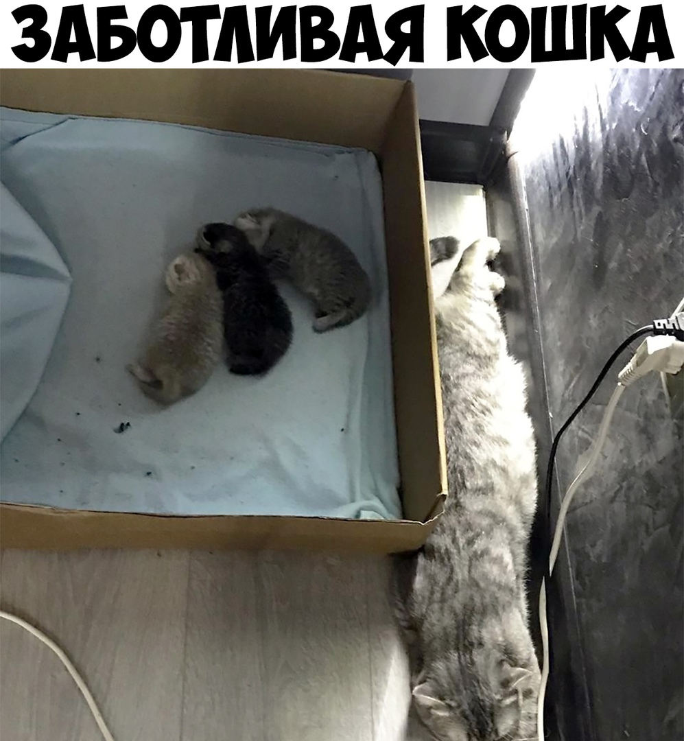 Авотпивдя шкд