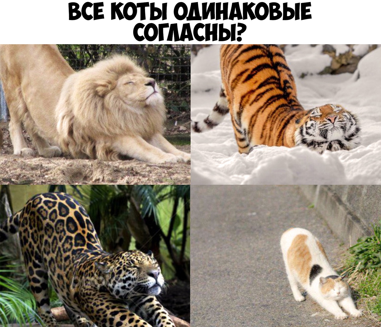 ВСЕ КОТ Ы ОДИНАКОВЫЕ СОГЛАСНЫ