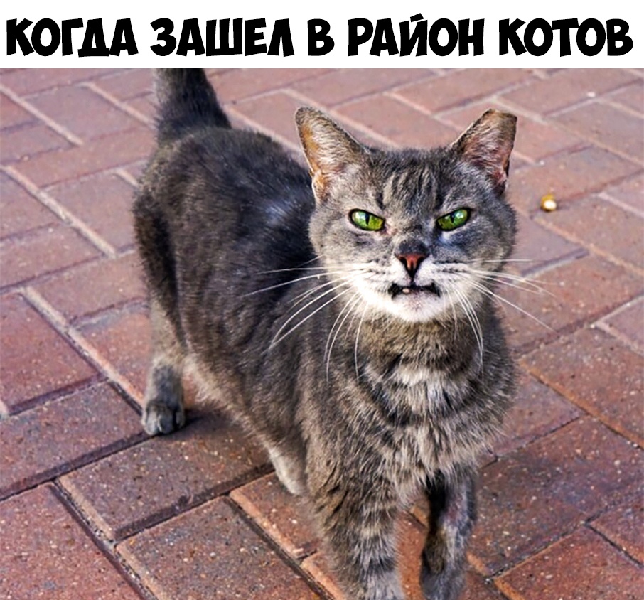 КОГДА ЗАШЕА В РАЙОН КОТОВ